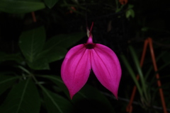 Masdevallia coccinea