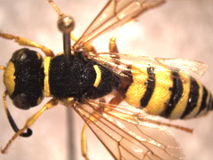Philanthus