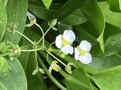 Sagittaria platyphylla