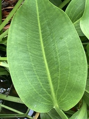 Sagittaria platyphylla