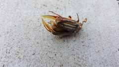 Polyphylla decemlineata