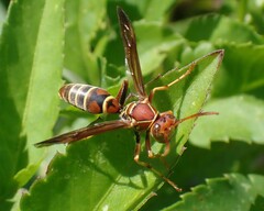 Polistes dorsalis dorsalis