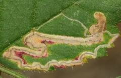 Stigmella aurella