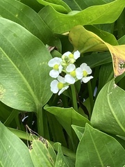 Sagittaria platyphylla
