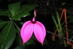 Masdevallia coccinea