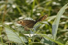 Erebia