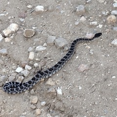 Crotalus oreganus helleri