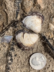 Corbicula fluminea
