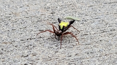 Micrathena sagittata