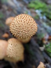 Pholiota squarrosoides