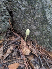Leucocoprinus birnbaumii