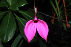 Masdevallia coccinea