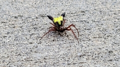 Micrathena sagittata