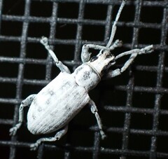 Myllocerus undecimpustulatus