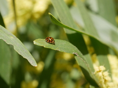 Harmonia conformis
