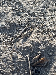 Trimerotropis occidentiloides