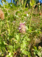 Agastache urticifolia
