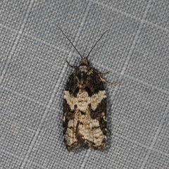 Acleris variana