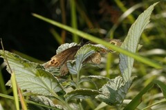 Erebia