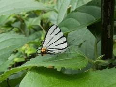 Arawacus leucogyna