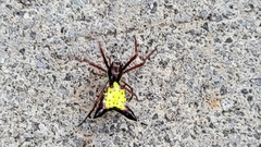 Micrathena sagittata