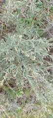 Artemisia cana