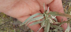 Artemisia cana