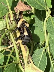 Bombus fraternus