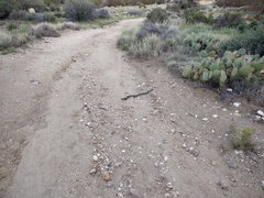 Crotalus oreganus helleri