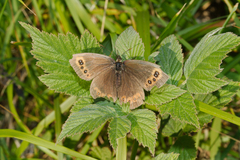 Erebia
