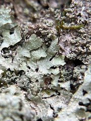 Punctelia caseana