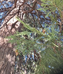 Calocedrus