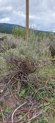 Artemisia cana
