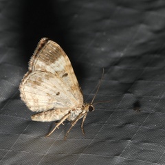 Epirrhoe alternata