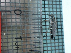 Ozodiceromyia