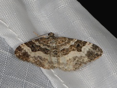 Epirrhoe alternata