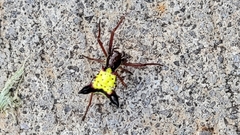 Micrathena sagittata