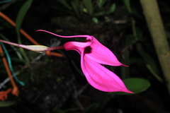 Masdevallia coccinea