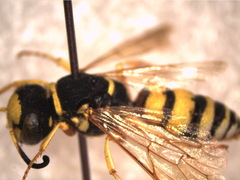Philanthus