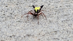 Micrathena sagittata