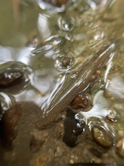 Gyrinophilus porphyriticus