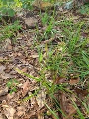 Eremochloa ophiuroides