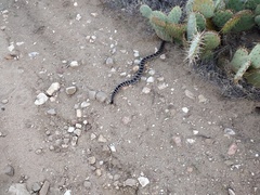 Crotalus oreganus helleri
