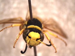 Philanthus
