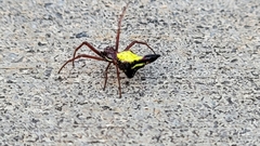 Micrathena sagittata