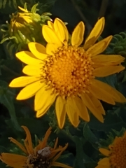 Grindelia squarrosa