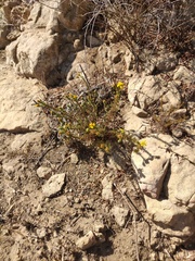 Deinandra minthornii