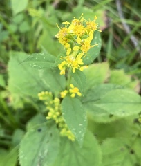 Solidago flexicaulis