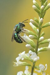 Augochloropsis metallica