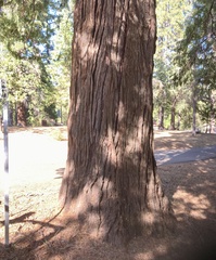 Calocedrus